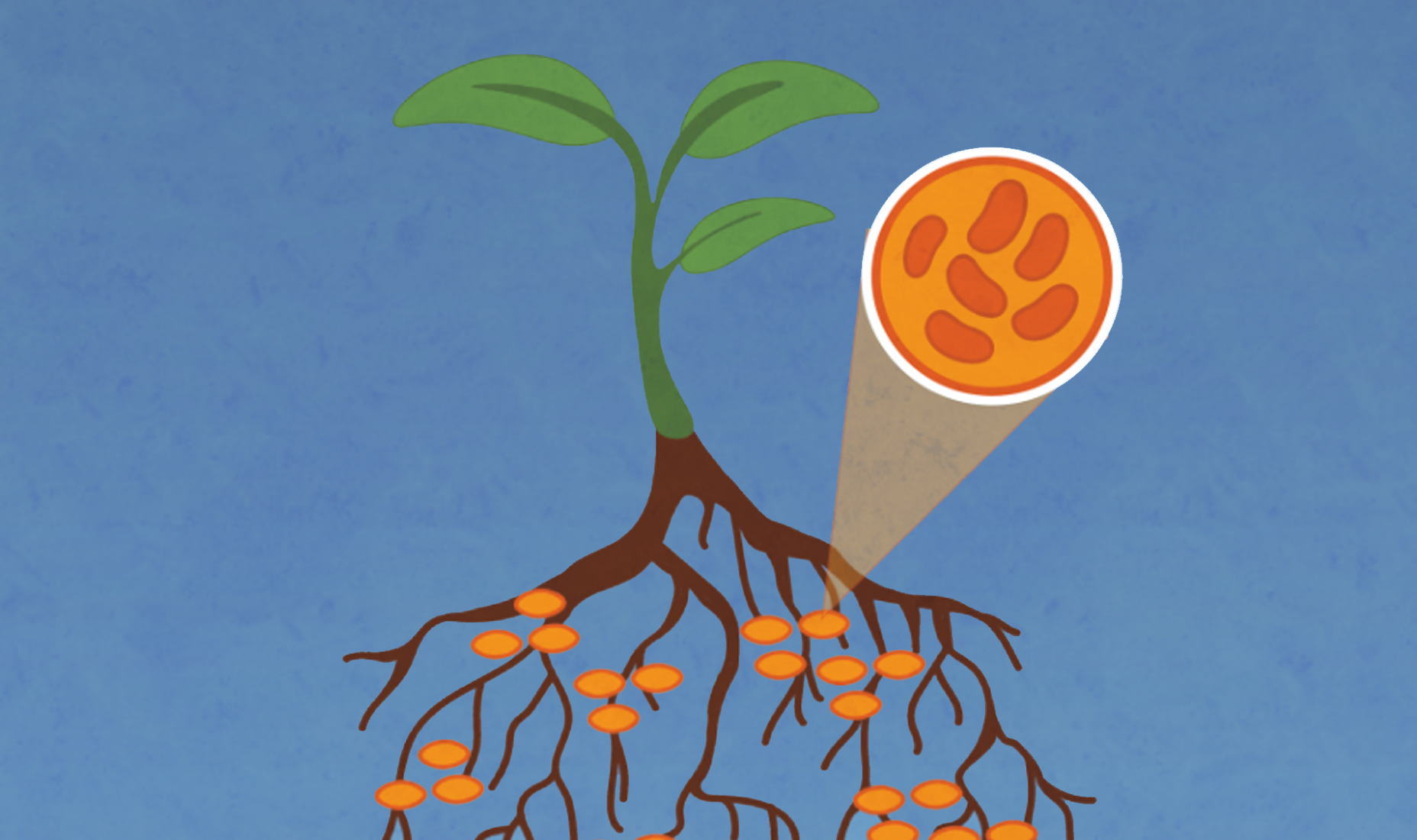 Legume roots with nodules